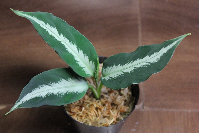 アグラオネマ Aglaonema pictum アルゲンタム LA便 - 植物/観葉植物